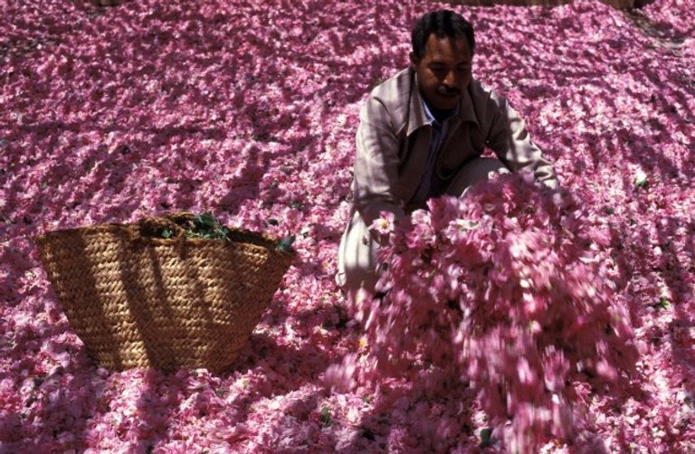 Man harvesting pink roses in the Valley of Roses near Kalaat M'Gouna, Morocco during spring bloom